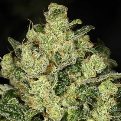 Archive Seed Bank - Trunk Funk (fem.) 09689