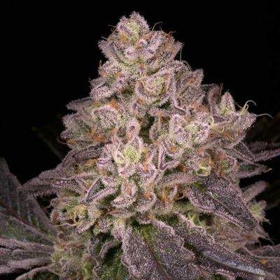 Archive Seed Bank - NFS (reg.) 09691