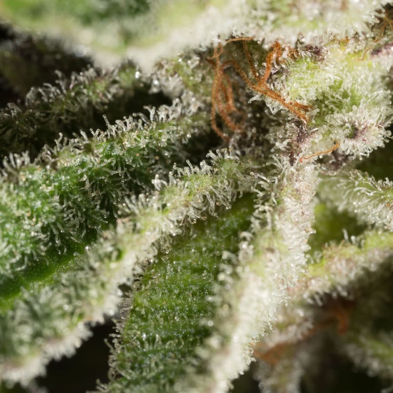 Silent Seeds (ex Dinafem) - Lemon Tree 2.0 (fem.)