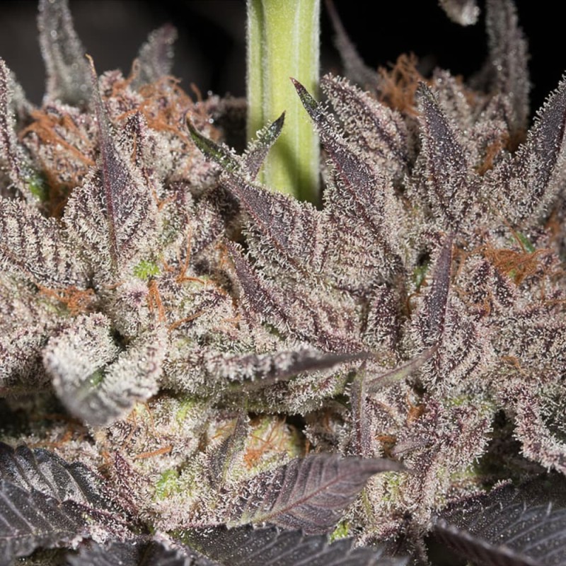 Silent Seeds (ex Dinafem) - Lemon Tree 2.0 (fem.)