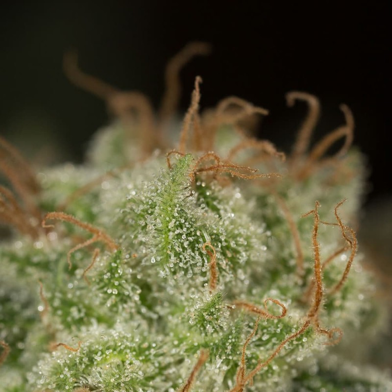 Silent Seeds (ex Dinafem) - Lemon Tree Fast (fem.)