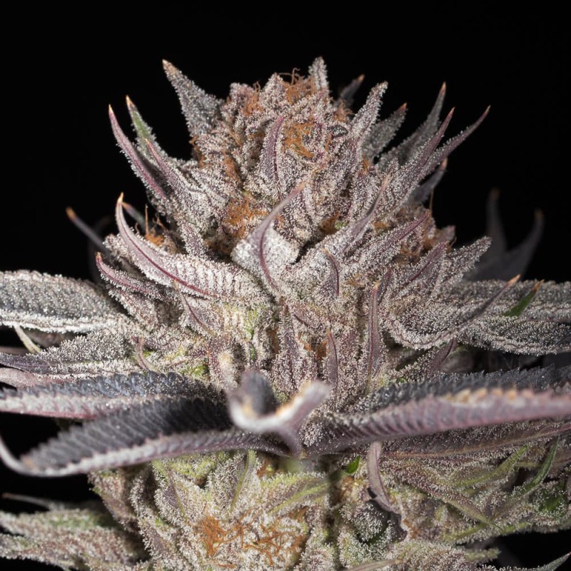 Silent Seeds (ex Dinafem) - Lemon Tree 2.0 (fem.)