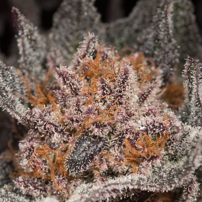 Silent Seeds (ex Dinafem) - Lemon Tree 2.0 (fem.)