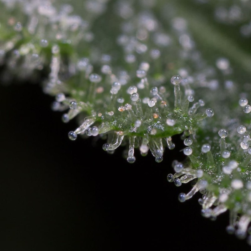 Silent Seeds (ex Dinafem) - Lemon Tree Fast (fem.)