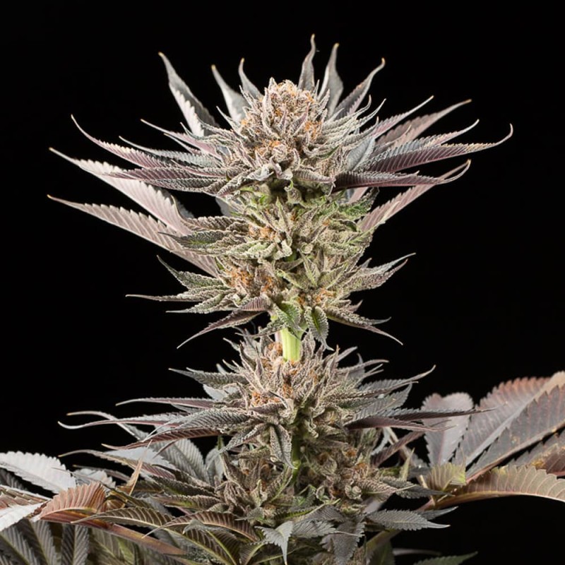 Silent Seeds (ex Dinafem) - Lemon Tree 2.0 (fem.)