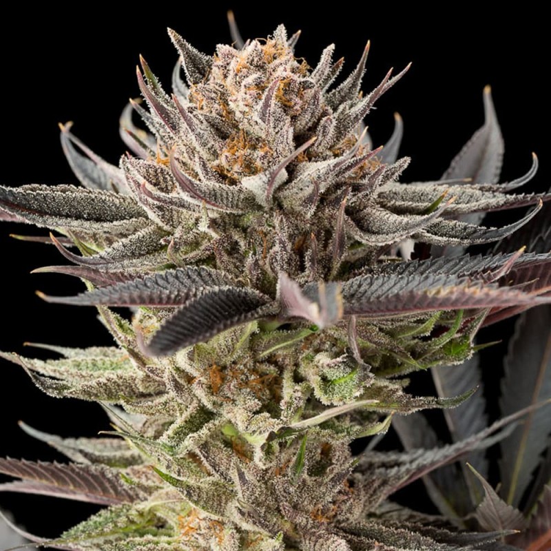 Silent Seeds (ex Dinafem) - Lemon Tree 2.0 (fem.)