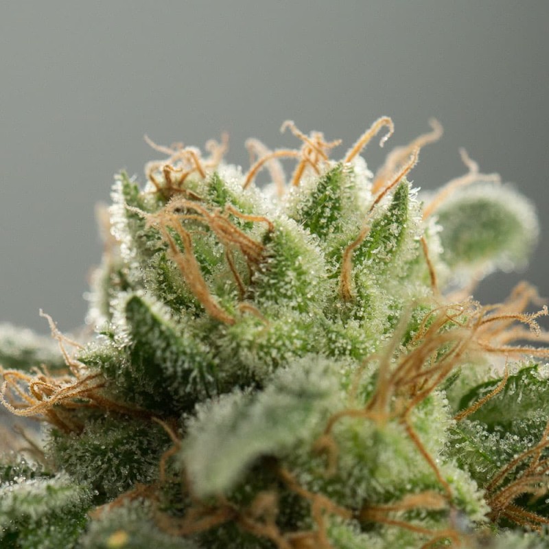 Silent Seeds (ex Dinafem) - Lemon Tree Fast (fem.)