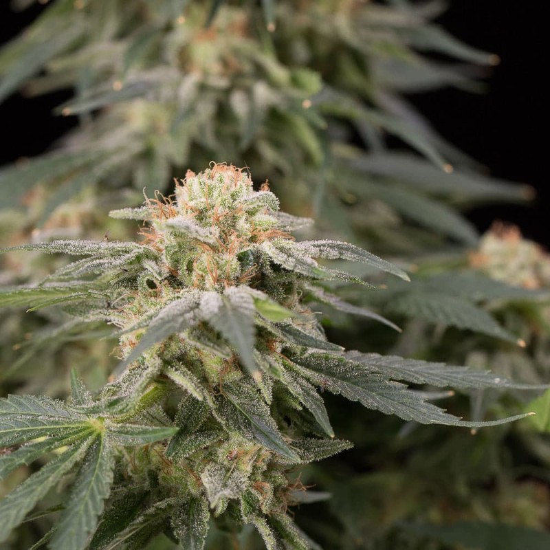 Silent Seeds (ex Dinafem) - Lemon Tree Fast (fem.)