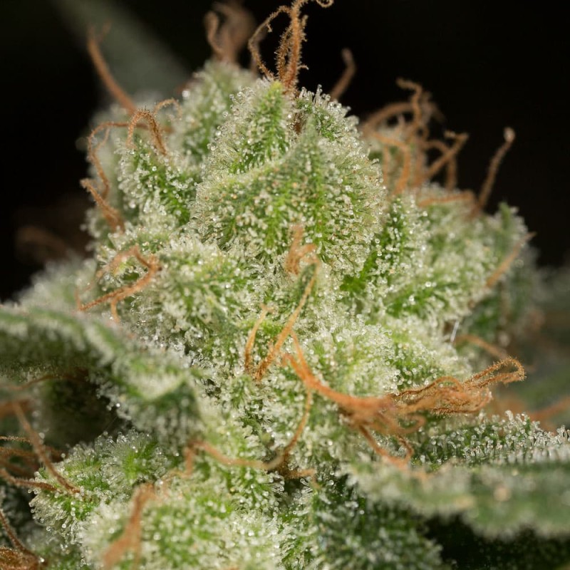 Silent Seeds (ex Dinafem) - Lemon Tree Fast (fem.)
