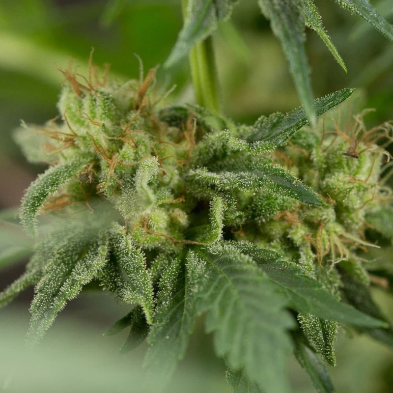 Silent Seeds (ex Dinafem) - Lemon Tree Fast (fem.)