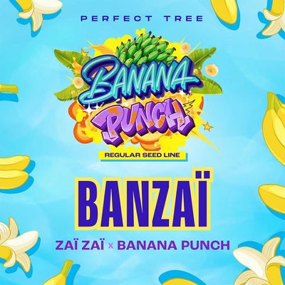 Perfect Tree Seeds - Banzaï (reg.) 09702