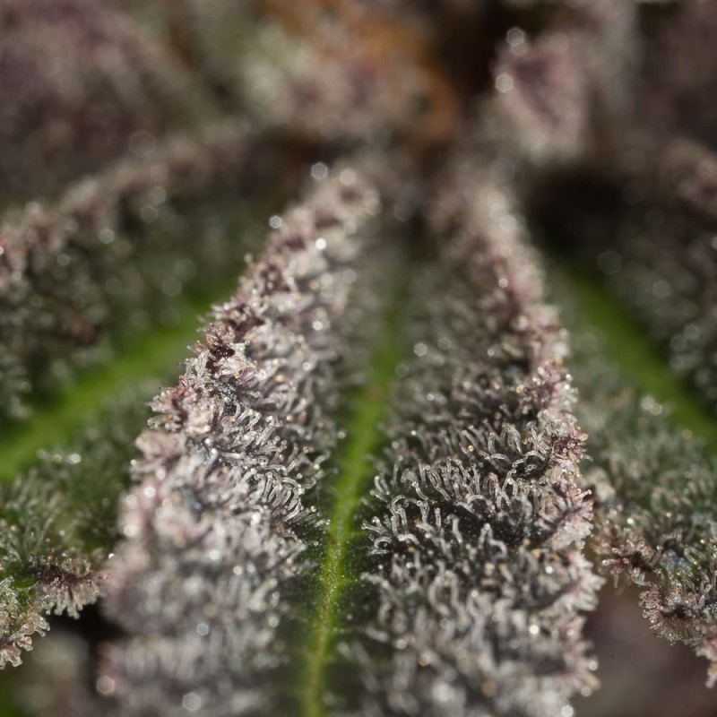 Silent Seeds (ex Dinafem) - Lemon Tree 2.0 (fem.)