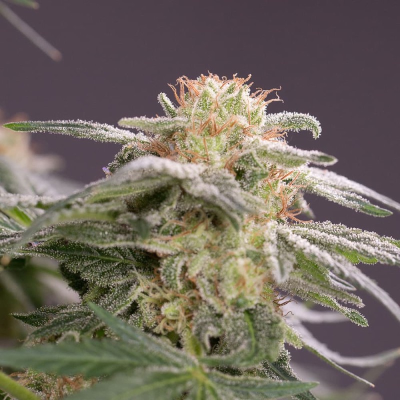 Silent Seeds (ex Dinafem) - Lemon Tree Fast (fem.)