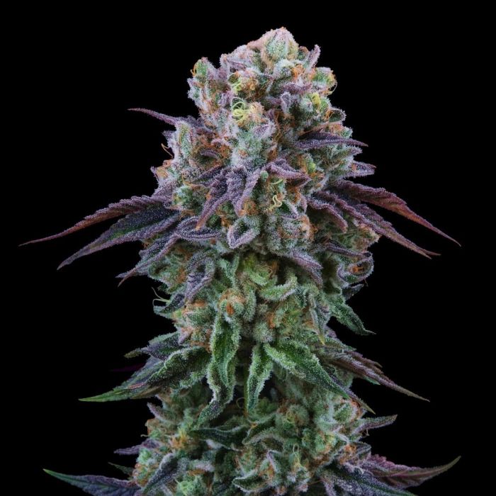Perfect Tree Seeds - Coconut Cream (fem.)