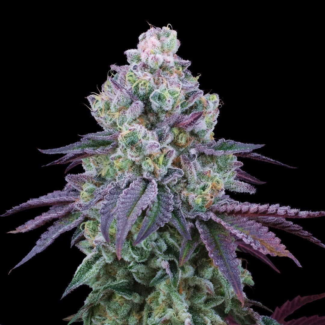 Perfect Tree Seeds - Coconut Chalice (fem.)