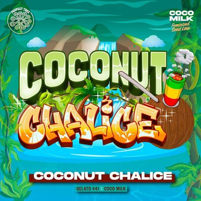 Perfect Tree Seeds - Coconut Chalice (fem.) 09706