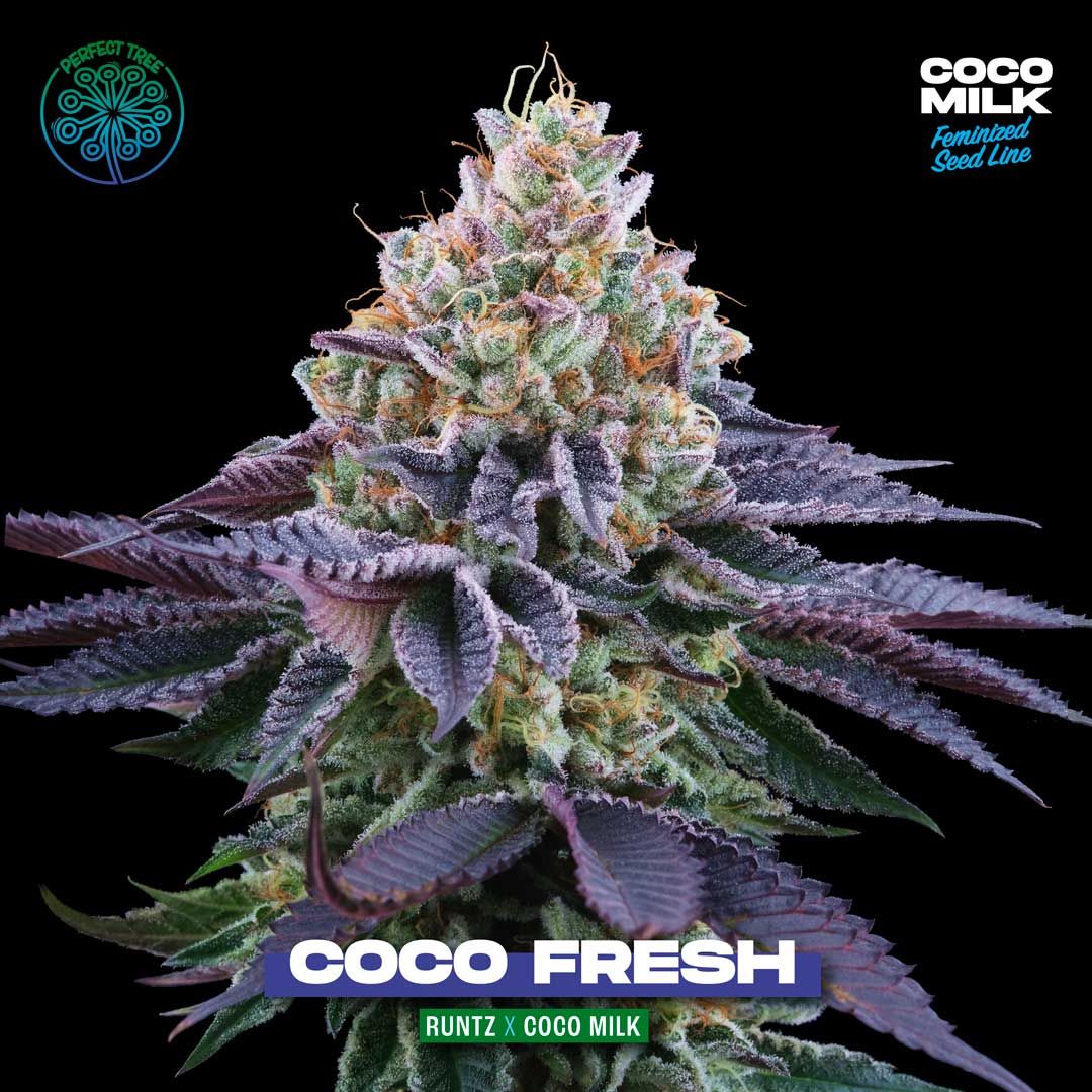 Perfect Tree Seeds - Coco Fresh (fem.)