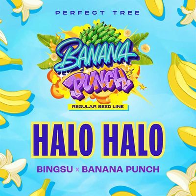 Perfect Tree Seeds - Halo Halo (reg.) 09701