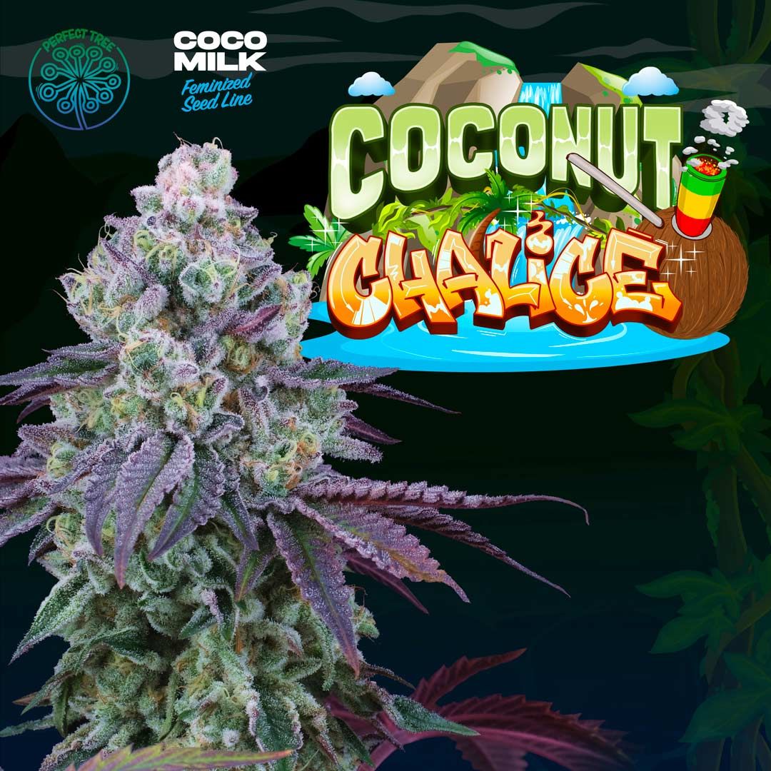 Perfect Tree Seeds - Coconut Chalice (fem.)