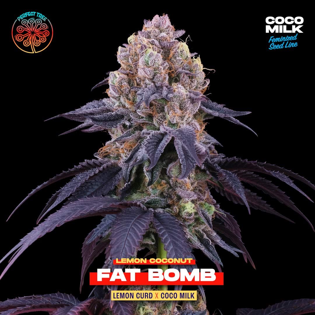 Perfect Tree Seeds - Lemon Coconut Fat Bomb (fem.)