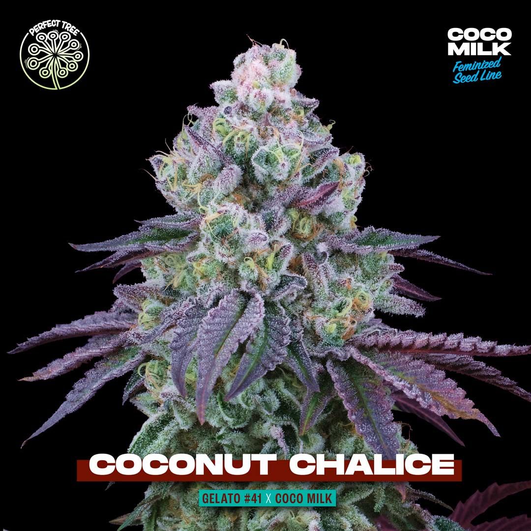 Perfect Tree Seeds - Coconut Chalice (fem.)