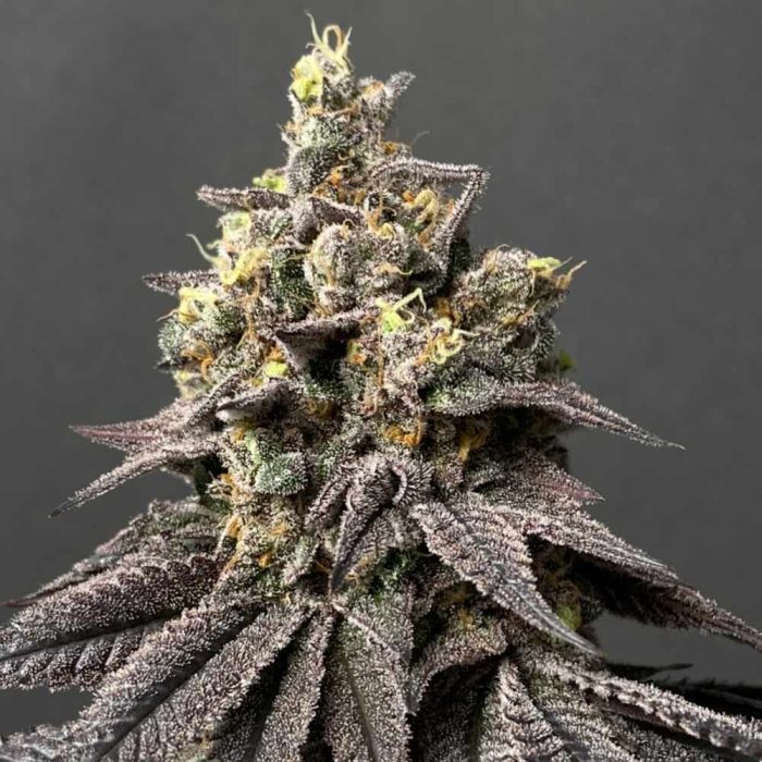 Perfect Tree Seeds - Peach Clouds (fem.)