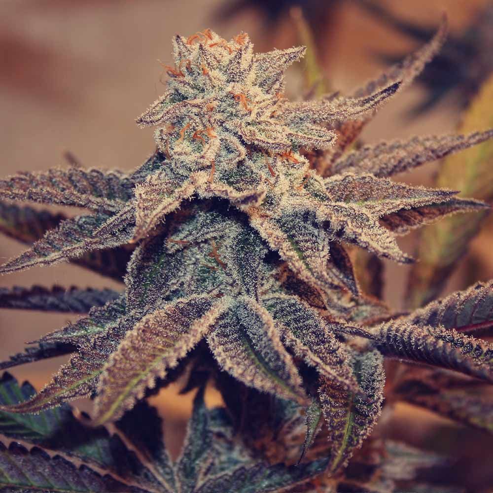 Perfect Tree Seeds - Iced Peach (fem.)