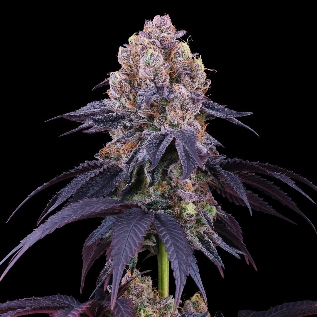 Perfect Tree Seeds - Lemon Coconut Fat Bomb (fem.)