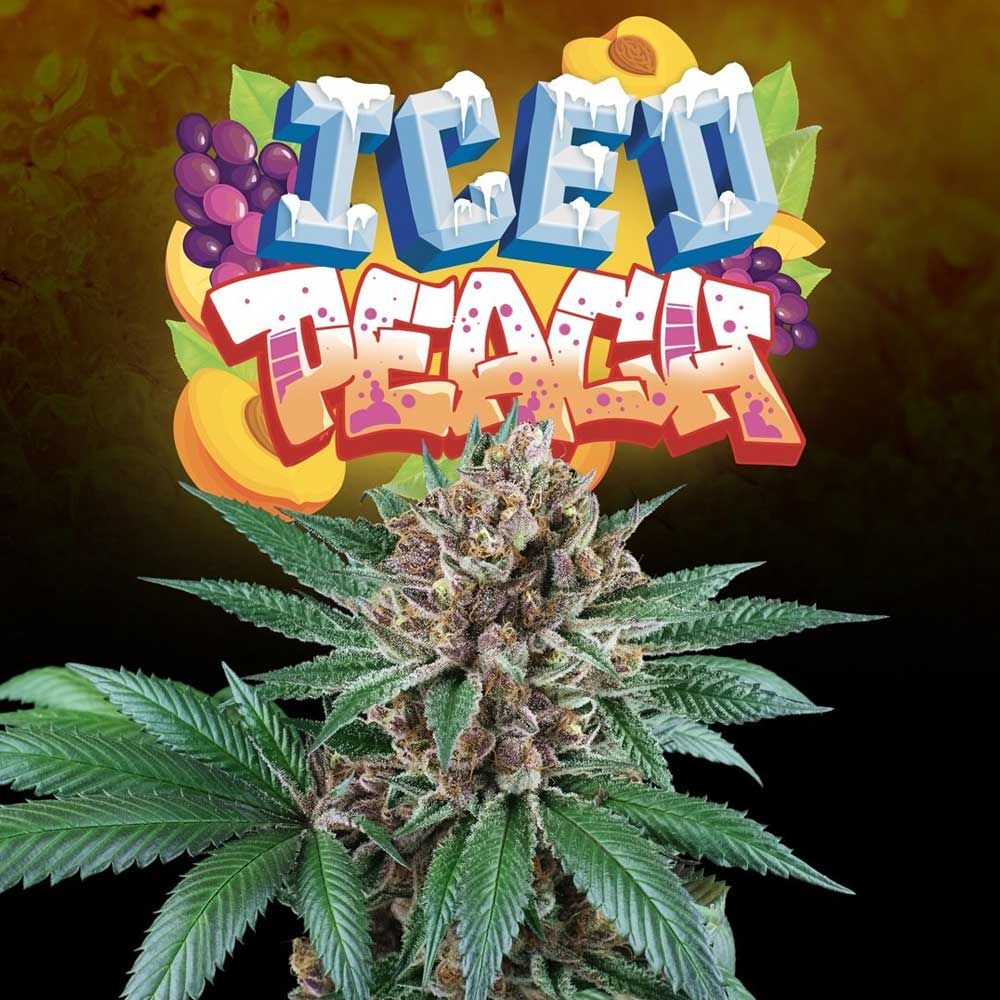 Perfect Tree Seeds - Iced Peach (fem.)