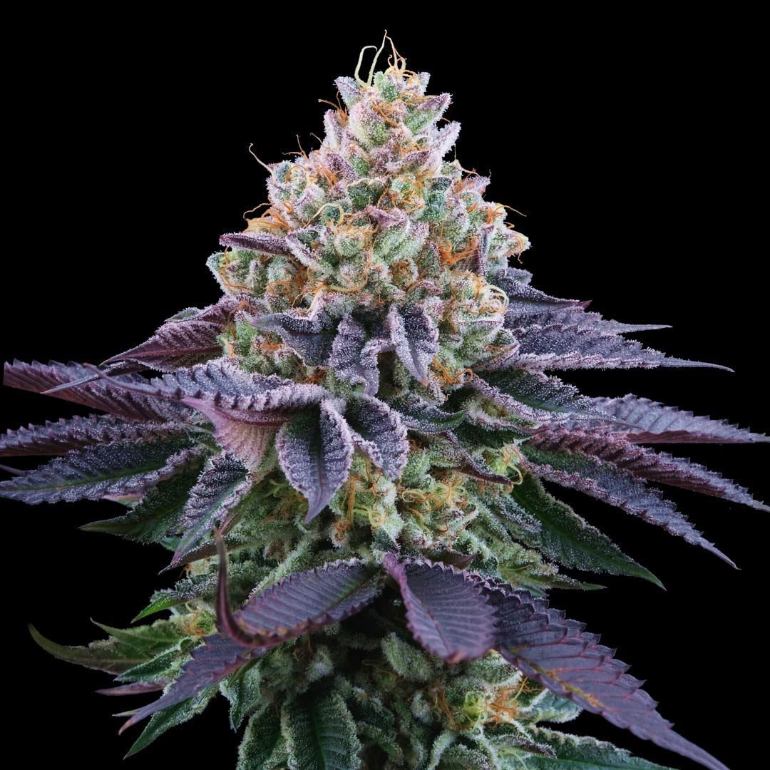 Perfect Tree Seeds - Coco Fresh (fem.)