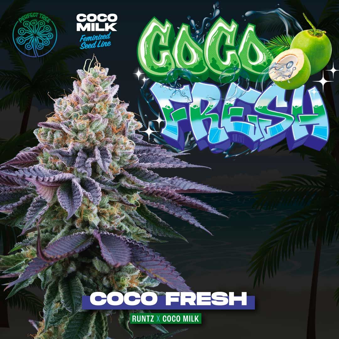Perfect Tree Seeds - Coco Fresh (fem.)