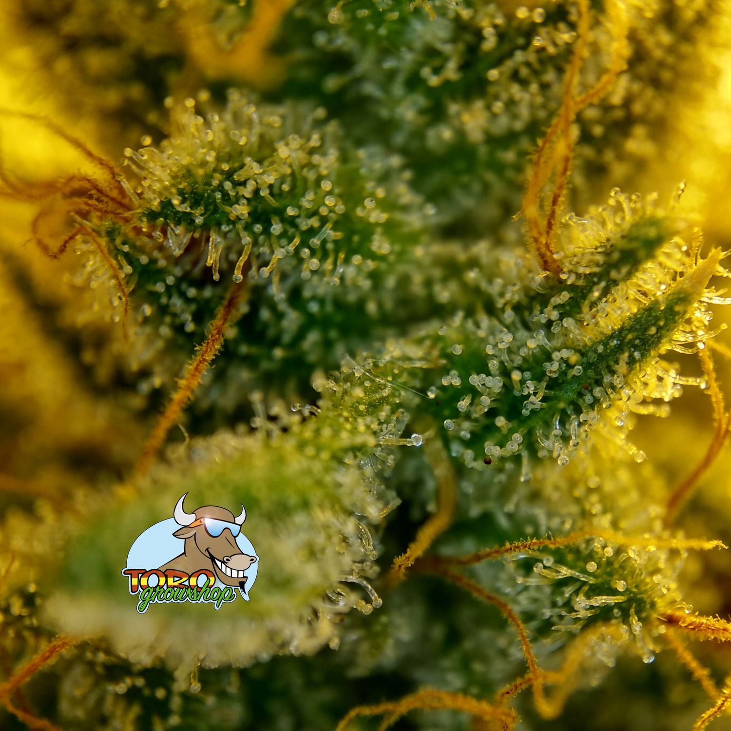 Трихомы (смола) сорта Lemon Tree от Toro Growshop