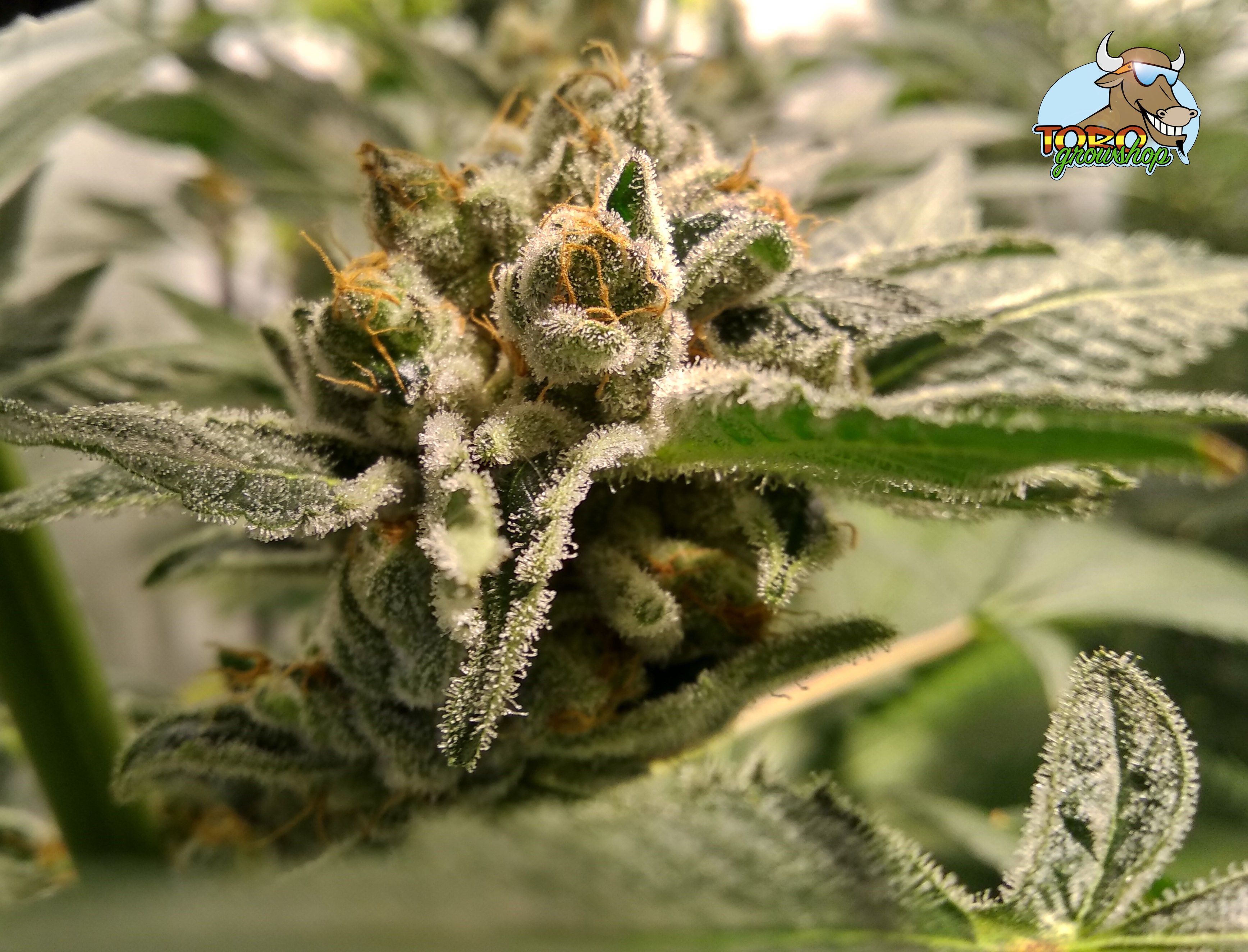 Barney's Farm - Lemon Tree (fem.)