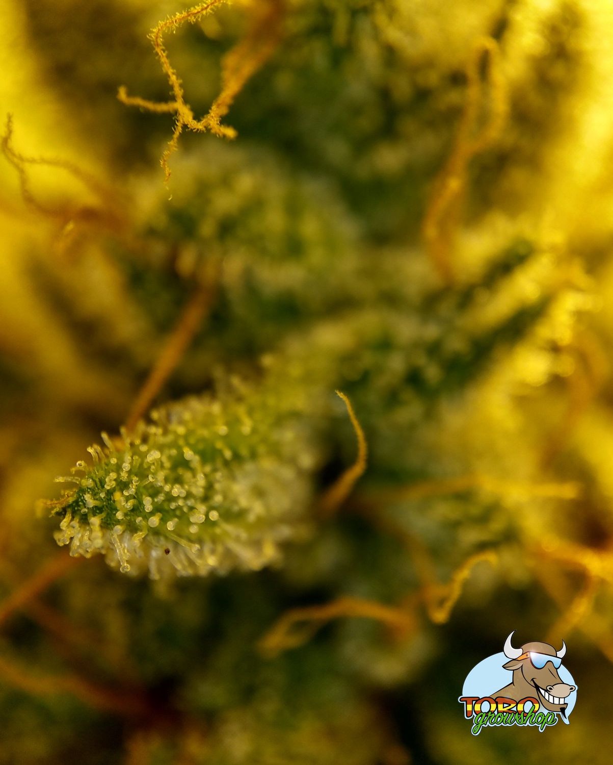 Смола на кончике листа сорта Lemon Tree от Toro Growshop