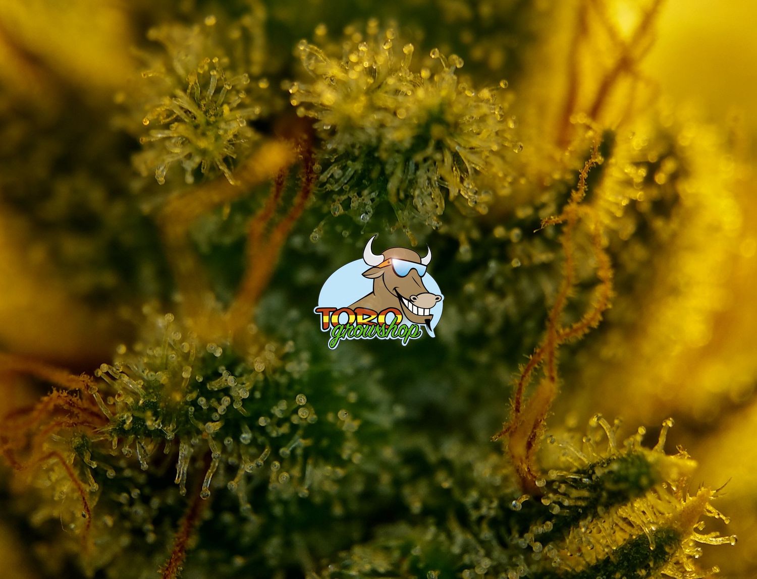 Трихомы Lemon Tree (by Toro Growshop)
