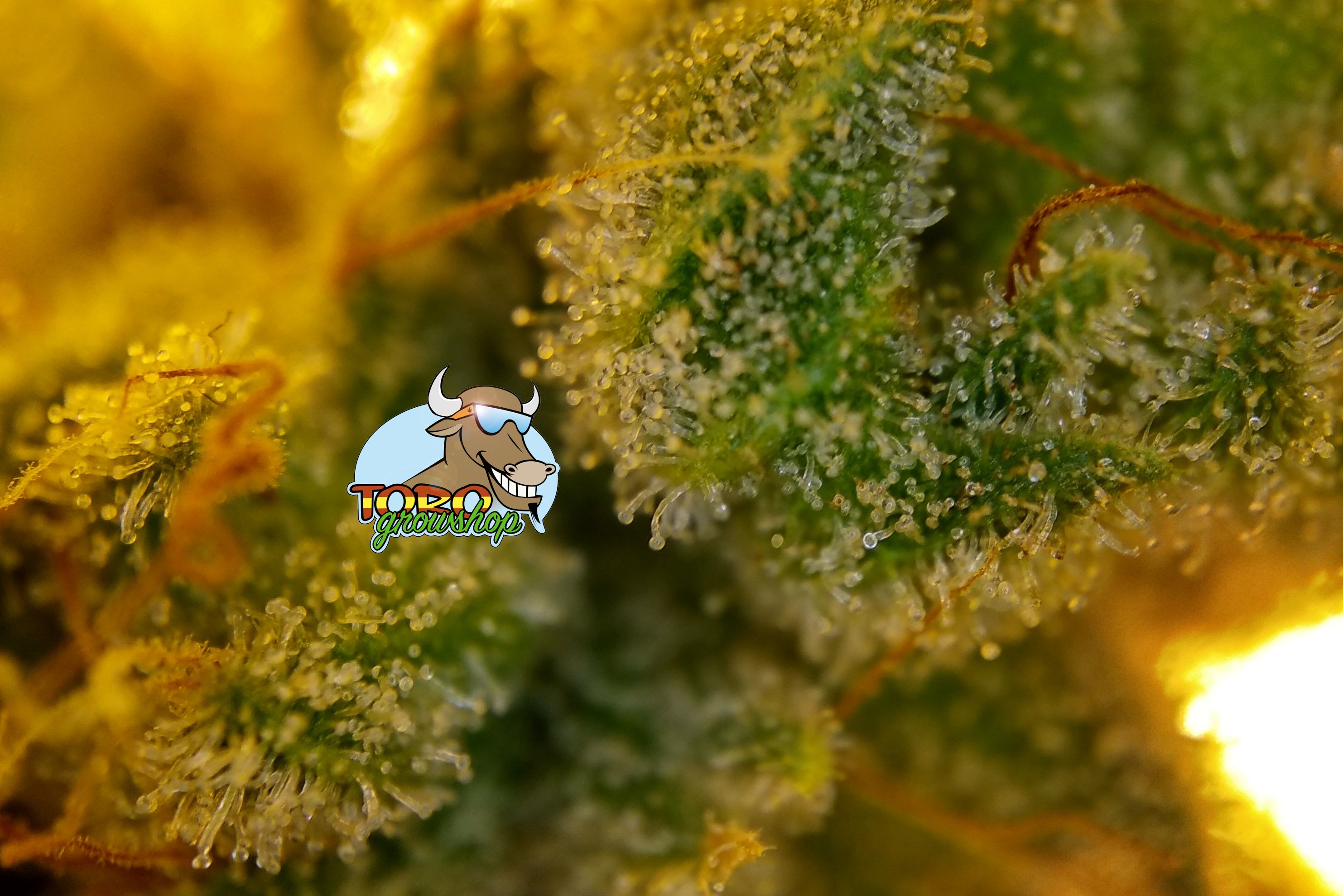 Barney's Farm - Lemon Tree (fem.)
