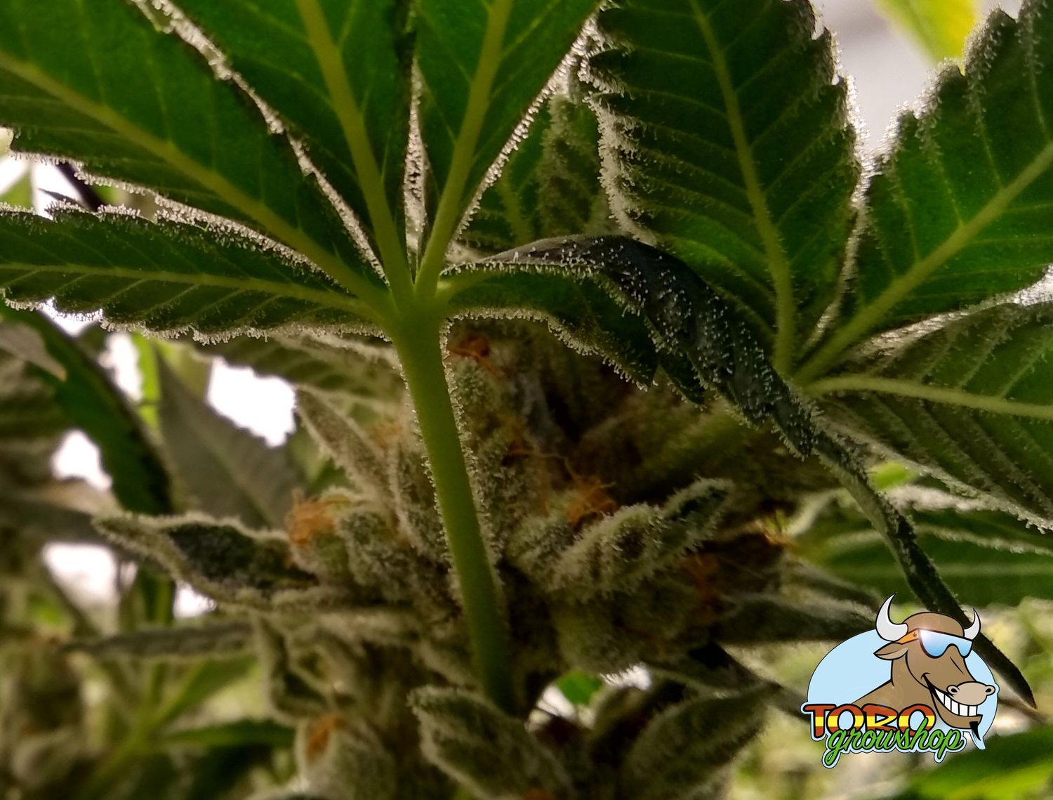 Шишки Lemon Tree на росте вид снизу от Toro Growshop