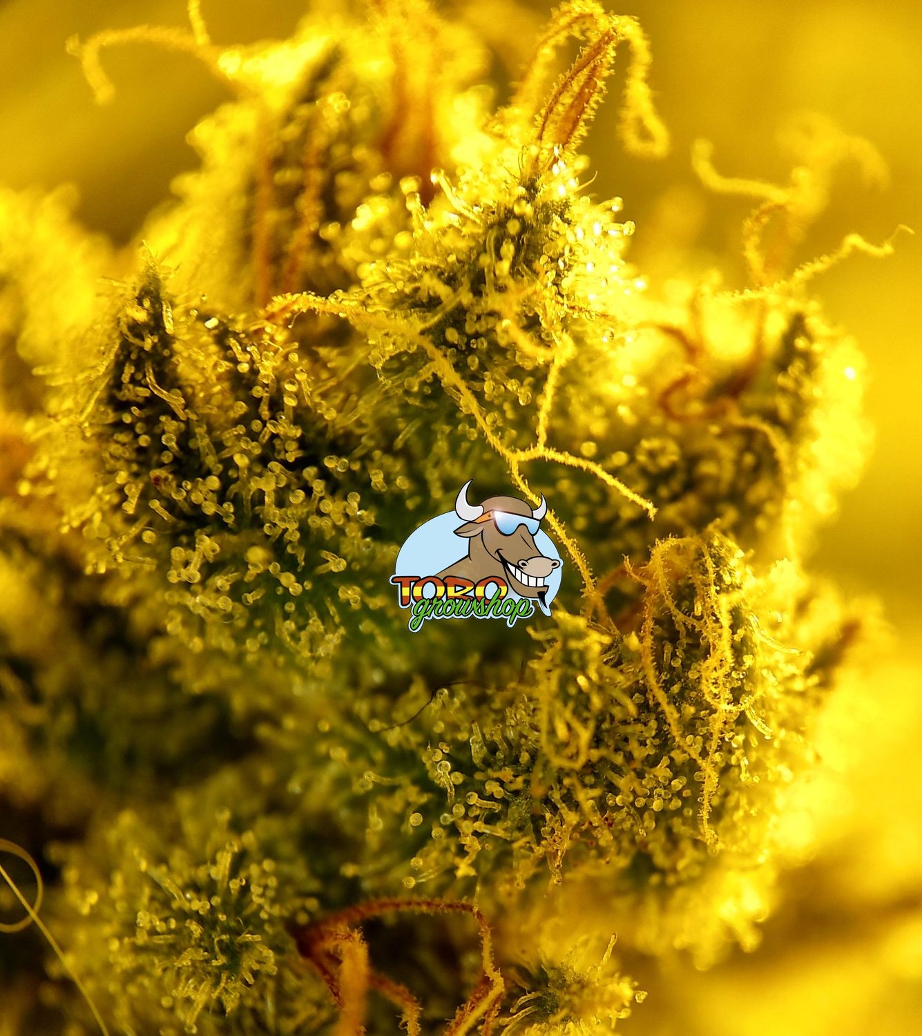 Будущий гашиш в виде трихом на листьях Lemon Tree от Toro Growshop