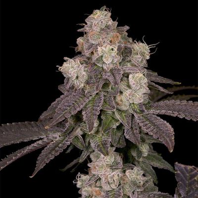 Archive Seed Bank - Moonbow 112 IX (reg.) 09713