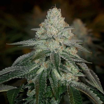 Archive Seed Bank - Hazmat (fem.) 09716