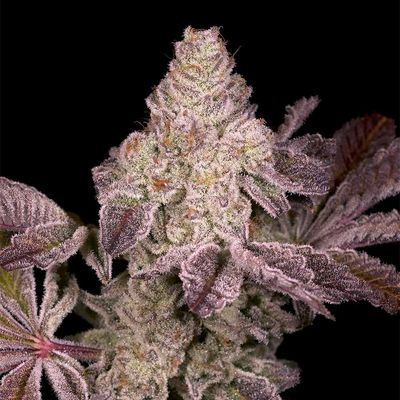 Archive Seed Bank - Dark Rainbow 2.0 (reg.) 09712