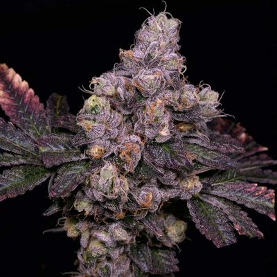 Archive Seed Bank - Zsunami (reg.) 09714
