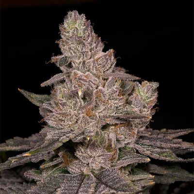 Archive Seed Bank - Slurricane (fem.) 09715