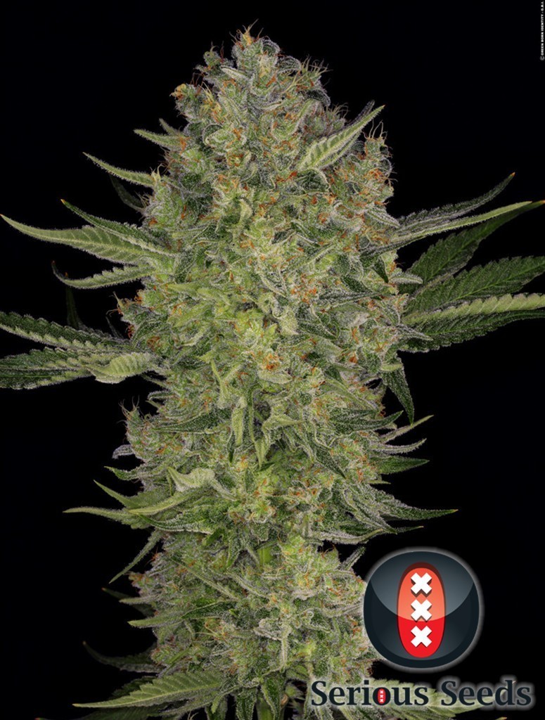 Serious Seeds - Serious Kush (fem.)