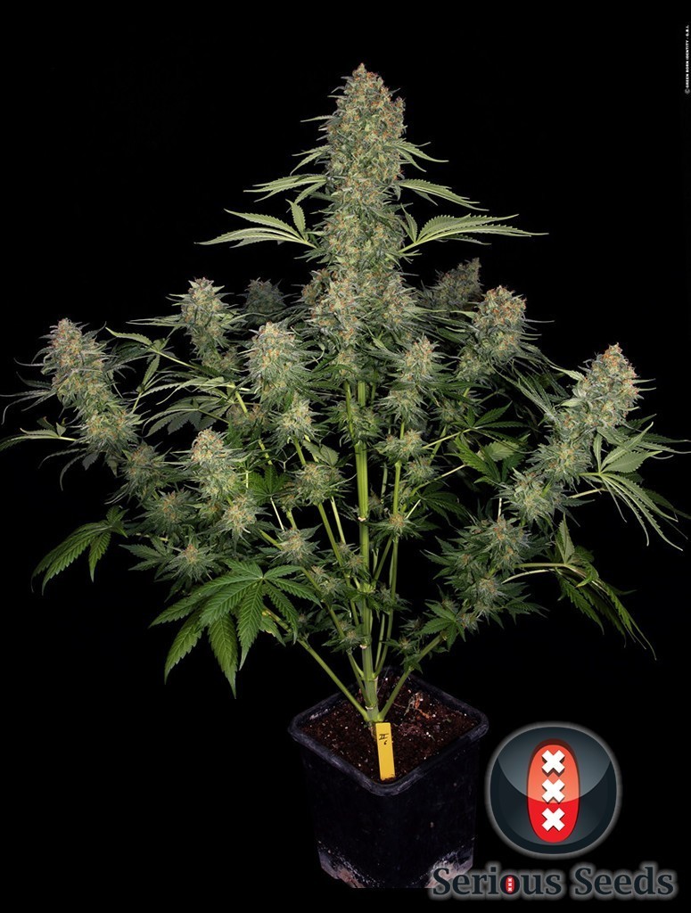 Serious Seeds - Serious Kush (fem.)