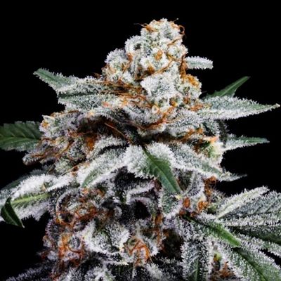 DNA Genetics - Canelo Auto (auto/fem.) 09721