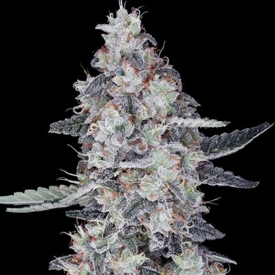 DNA Genetics - CheMACal Romance Auto (auto/fem.) 09722