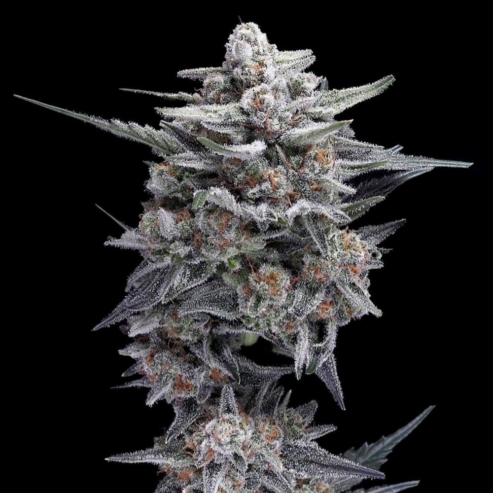 DNA Genetics - HG23 aka Michael Jordan Auto (auto/fem.)