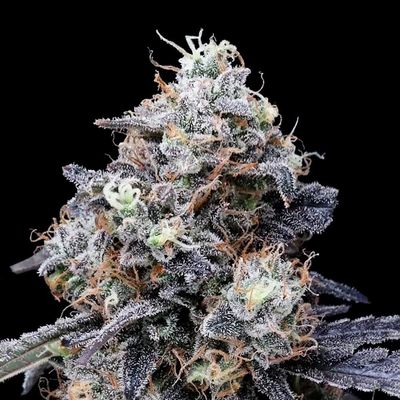 DNA Genetics - MACmelon Auto (auto/fem.) 09725