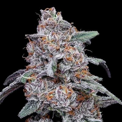 DNA Genetics - Purple People Eater Auto (auto/fem.) 09728